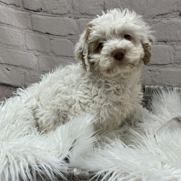 Cockapoo-DOG-Female-White and Apricot-9028-Petland Monroeville, PA