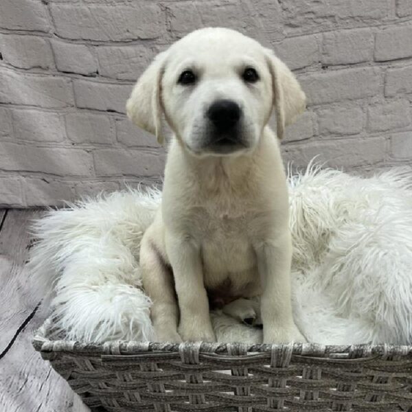 Labrador Retriever-DOG-Male-Yellow-9029-Petland Monroeville, PA