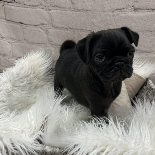 Pug-DOG-Male-Black-9030-Petland Monroeville, PA