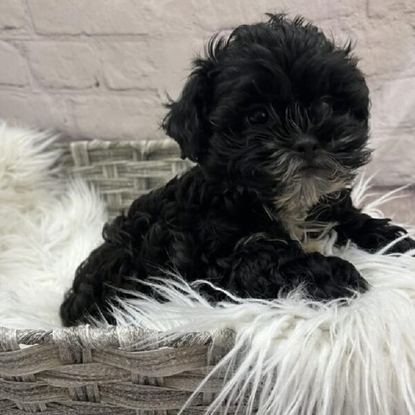 Shih-poo-DOG-Male-Black-9031-Petland Monroeville, PA