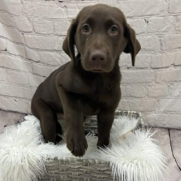 Labrador Retriever-DOG-Female-Chocolate-8971-Petland Monroeville, PA