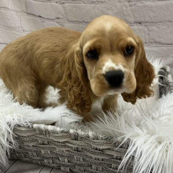 Cocker Spaniel-DOG-Female-Buff-9019-Petland Monroeville, PA
