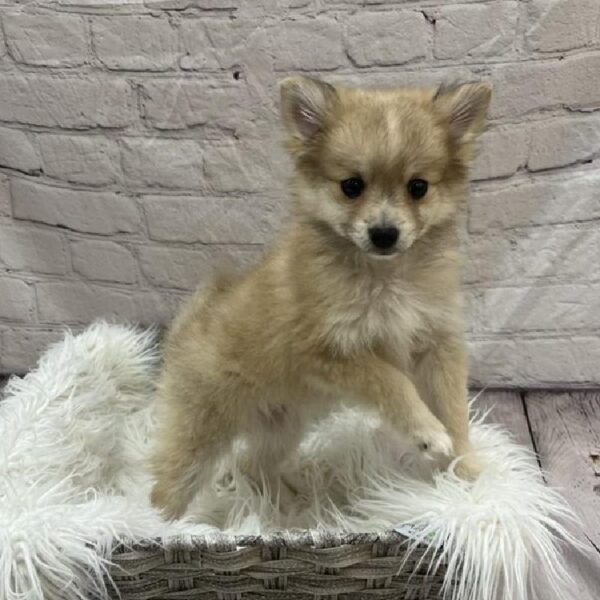Pomeranian-DOG-Female-Orange-9020-Petland Monroeville, PA