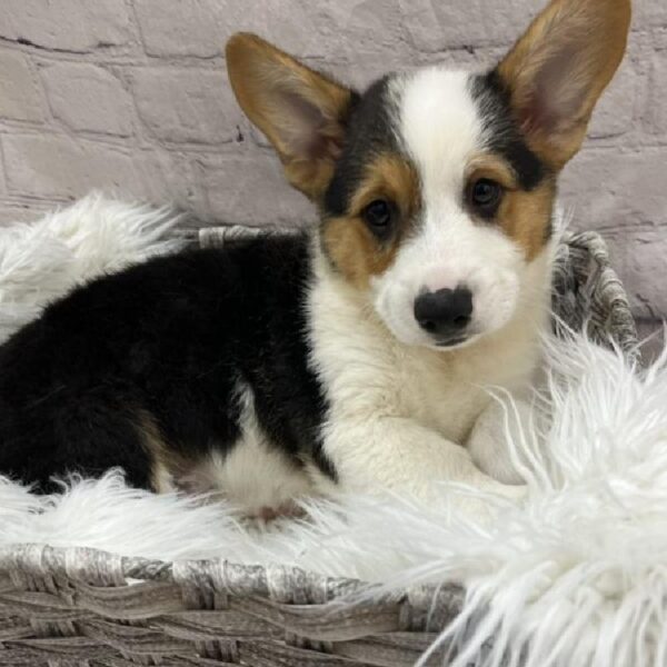 Pembroke Welsh Corgi-DOG-Male-Black Tan / White-9021-Petland Monroeville, PA