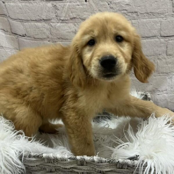 Golden Retriever-DOG-Male-Golden-9022-Petland Monroeville, PA