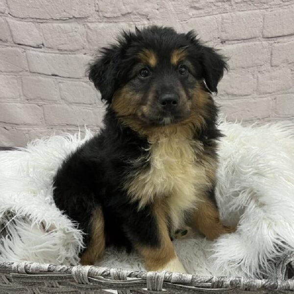 Miniature Australian Shepherd-DOG-Female-Black White and Brown-9025-Petland Monroeville, PA