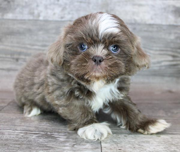 Shih Tzu-DOG-Male-Lilac-9049-Petland Monroeville, PA