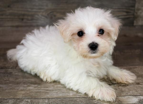 Maltese-DOG-Male-White-9050-Petland Monroeville, PA
