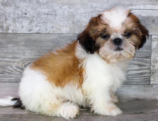 Malshi-DOG-Male-Gold / White-9052-Petland Monroeville, PA