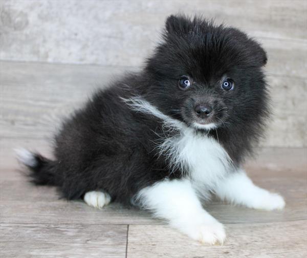 Pomeranian-DOG-Male-Black-9053-Petland Monroeville, PA
