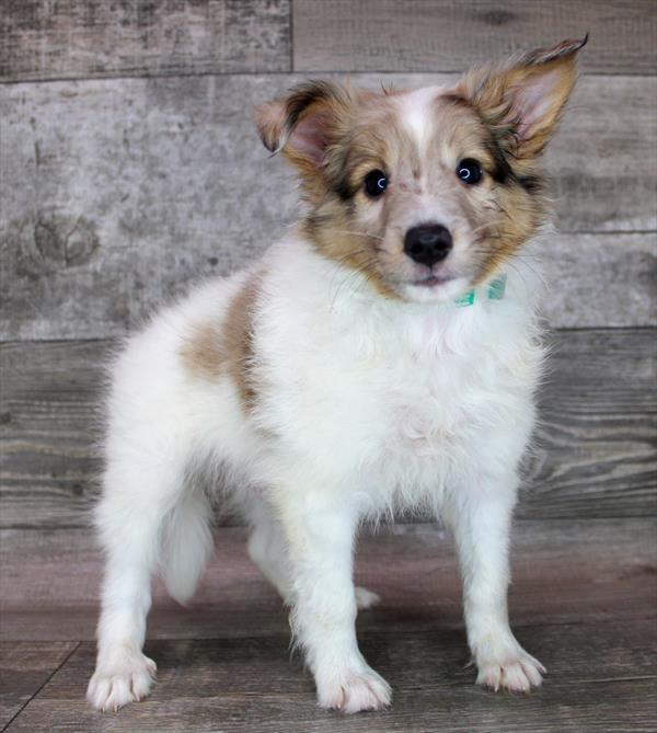 Sheltie-DOG-Male-White / Sable Merle-9054-Petland Monroeville, PA