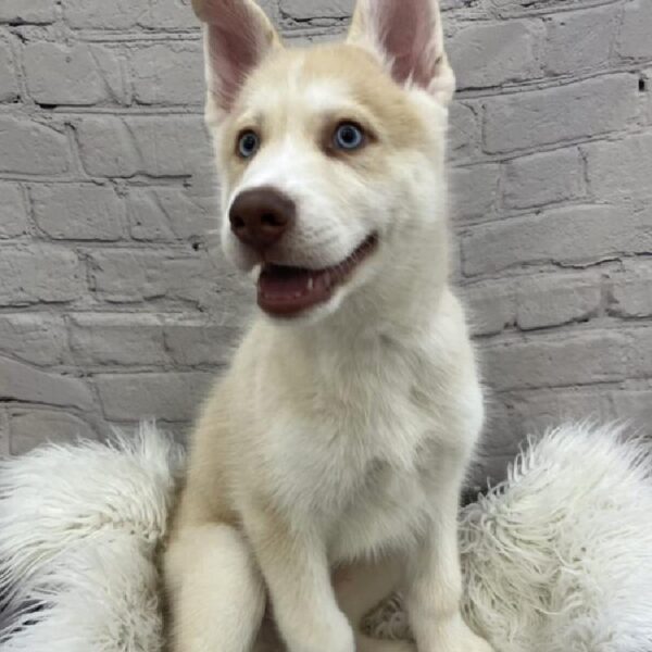 Siberian Husky-DOG-Male-Red and White-9068-Petland Monroeville, PA