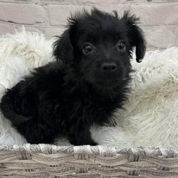 Yorkie-Poo-DOG-Male-Black-9069-Petland Monroeville, PA