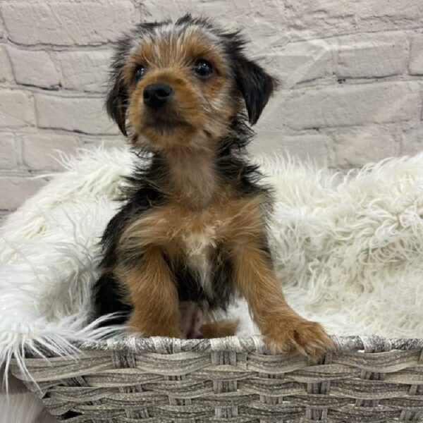 Yorkie-DOG-Male-Black and Tan-9070-Petland Monroeville, PA