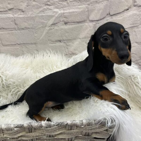 Dachshund-DOG-Female-Black and Tan-9071-Petland Monroeville, PA