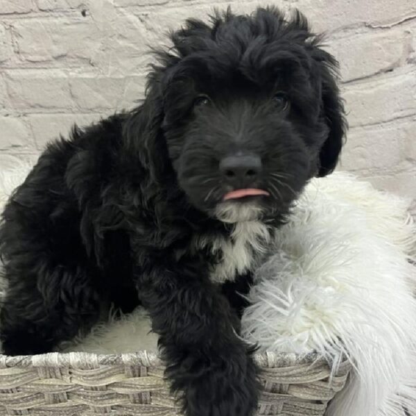 Aussiedoodle-DOG-Male-Black-9072-Petland Monroeville, PA