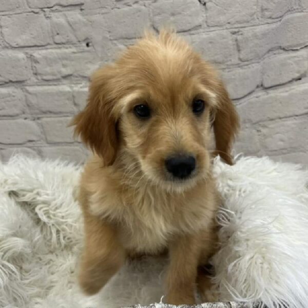 Mini Goldendoodle-DOG-Male-Apricot-9067-Petland Monroeville, PA