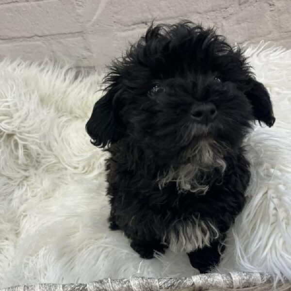 Havapoo-DOG-Male-Black-9048-Petland Monroeville, PA
