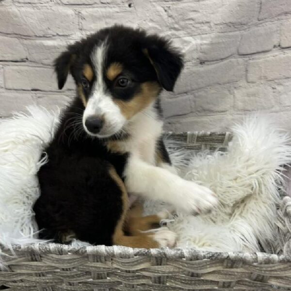 Australian Shepherd-DOG-Female-Black and White-9065-Petland Monroeville, PA