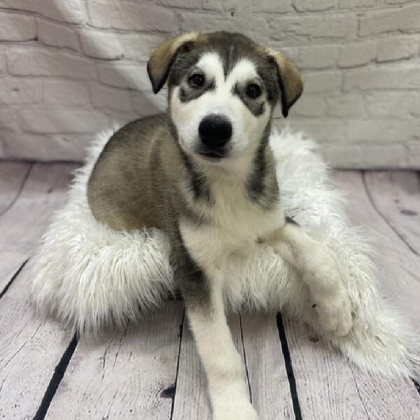 Alaskan Malamute-DOG-Male-Sable and White-9084-Petland Monroeville, PA