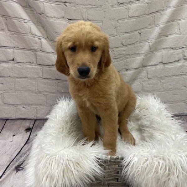 Golden Retriever-DOG-Female-Golden-9082-Petland Monroeville, PA