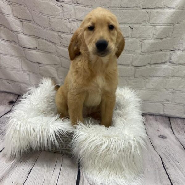 Golden Retriever-DOG-Male-Golden-9081-Petland Monroeville, PA