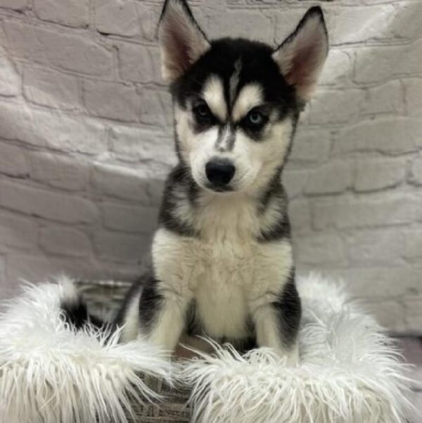 Siberian Husky-DOG-Female-Black and White-9092-Petland Monroeville, PA