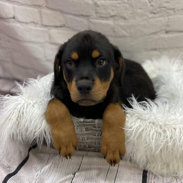 Rottweiler-DOG-Female-Black and Mahogany-9094-Petland Monroeville, PA