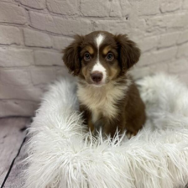 Miniature Australian Shepherd-DOG-Male-Red and White-9093-Petland Monroeville, PA