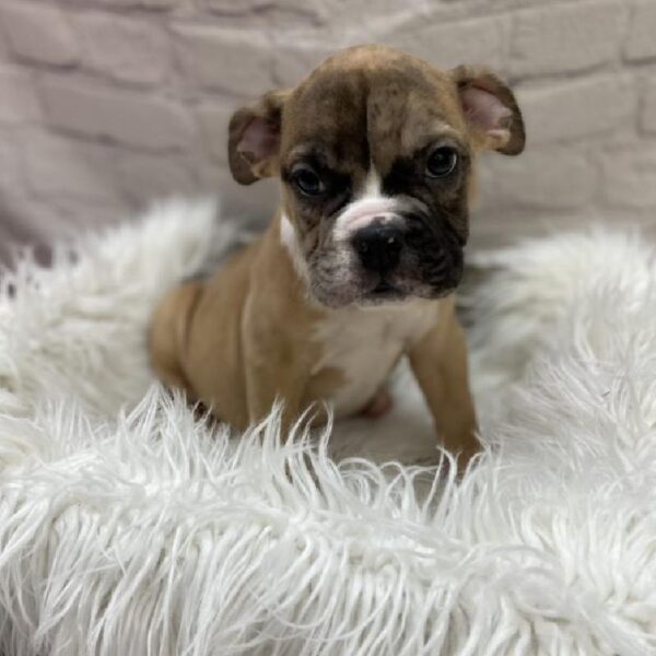 Old English Bulldog-DOG-Male-Red-9095-Petland Monroeville, PA