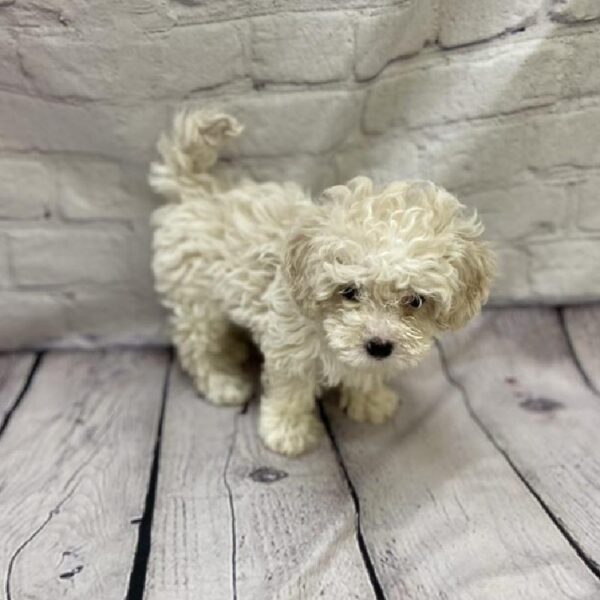 Shih-poo-DOG-Male-Cream-9083-Petland Monroeville, PA