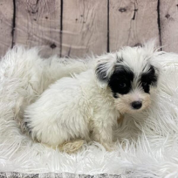 Yorkie-Poo-DOG-Male-Black / White-9100-Petland Monroeville, PA