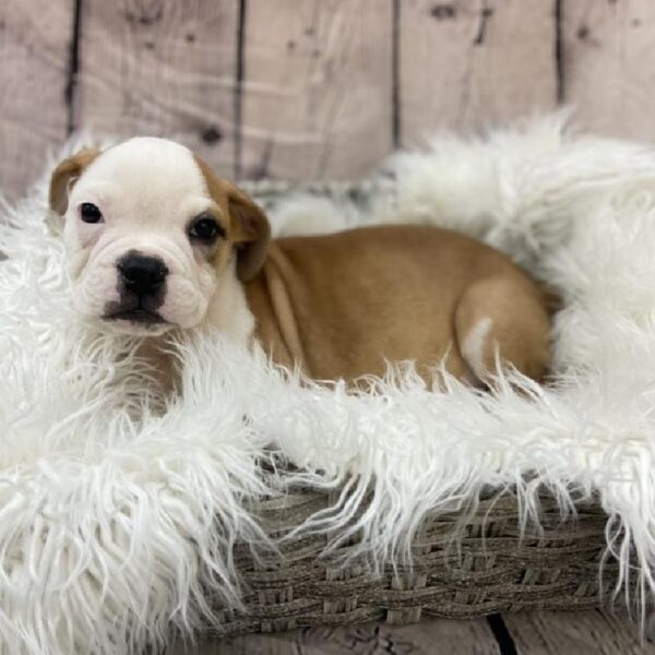 Old English Bulldog-DOG-Male-Red-9099-Petland Monroeville, PA