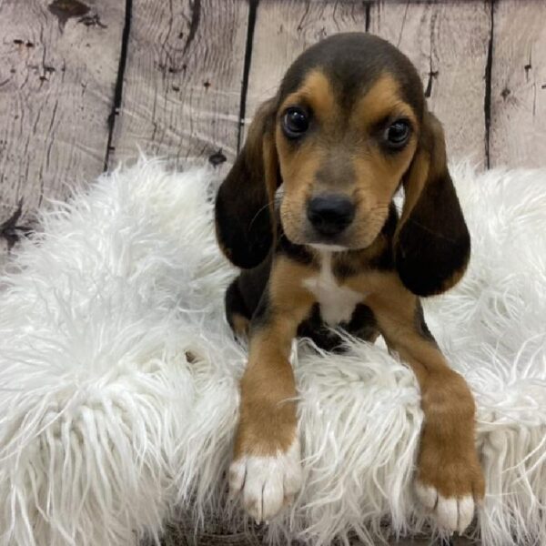 Beagle-DOG-Male-Black White / Tan-9098-Petland Monroeville, PA