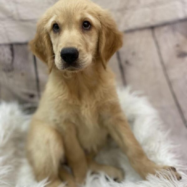 Golden Retriever-DOG-Female-Golden-9097-Petland Monroeville, PA