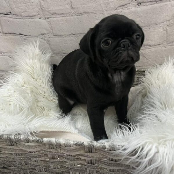 Pug-DOG-Female-Black-9109-Petland Monroeville, PA