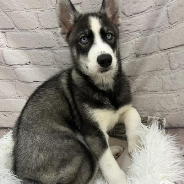 Siberian Husky-DOG-Male-Black and White-9114-Petland Monroeville, PA