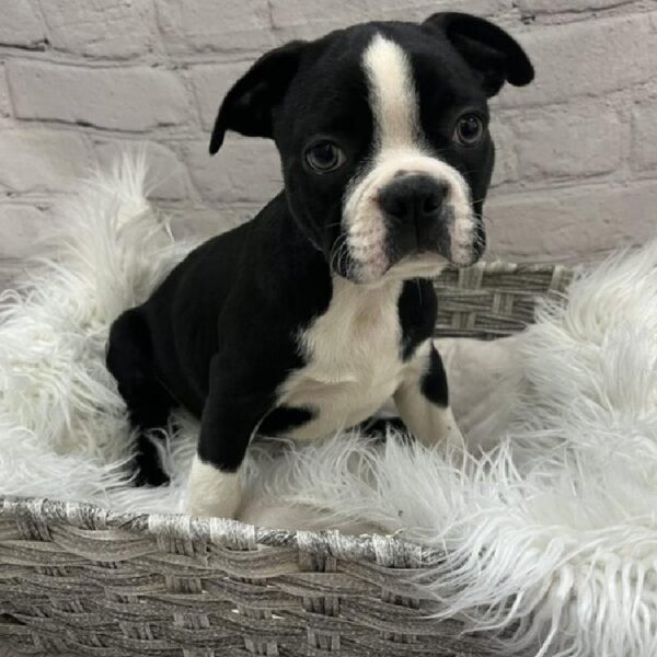 Boston Terrier-DOG-Male-Black and White-9116-Petland Monroeville, PA