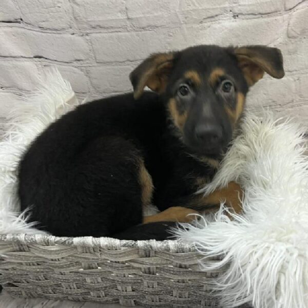 German Shepherd-DOG-Female-Black and Tan-9118-Petland Monroeville, PA