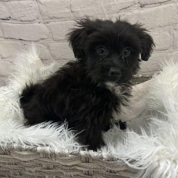 Pom-A-Poo-DOG-Male-Black-9125-Petland Monroeville, PA