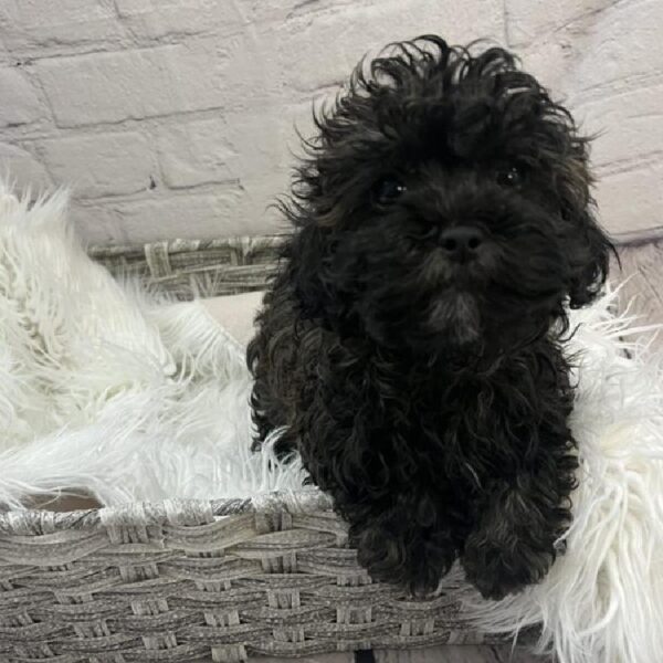 Shih-poo-DOG-Male-Brindle-9122-Petland Monroeville, PA