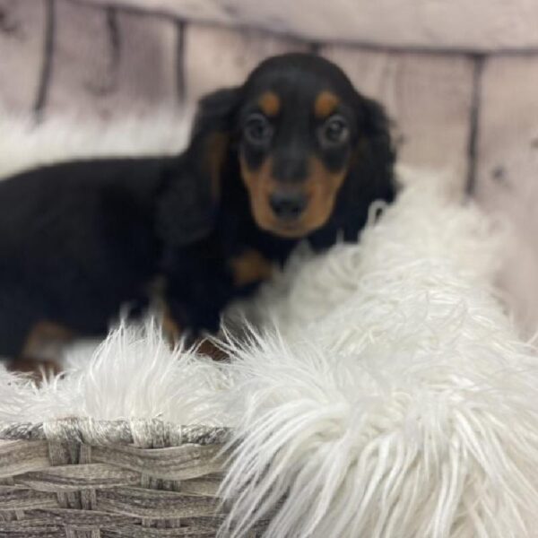 Dachshund-DOG-Male-Black / Tan-9126-Petland Monroeville, PA