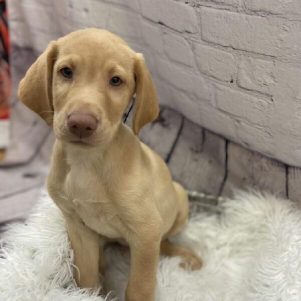 Labrador Retriever-DOG-Male-Yellow-9127-Petland Monroeville, PA