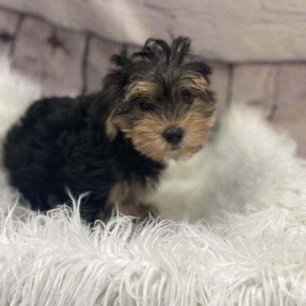 Morkie-DOG-Female-Black / Tan-9128-Petland Monroeville, PA