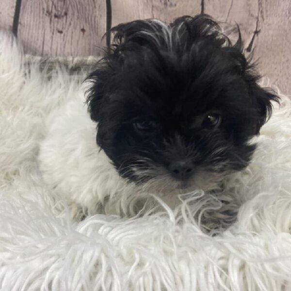 ShizaPoo-DOG-Female-Black / White-9130-Petland Monroeville, PA