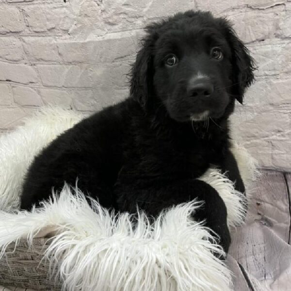 Golden Retriever-Bernese Mountain Dog-DOG-Female-BLACK-9137-Petland Monroeville, PA