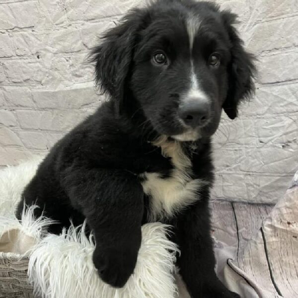 Golden Retriever-Bernese Mountain Dog-DOG-Male-Black-9136-Petland Monroeville, PA
