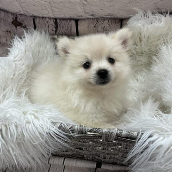Pomeranian-DOG-Male-Cream-9157-Petland Monroeville, PA