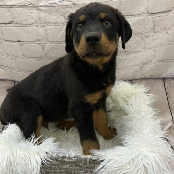 Rottweiler-DOG-Male-Black / Rust-9158-Petland Monroeville, PA