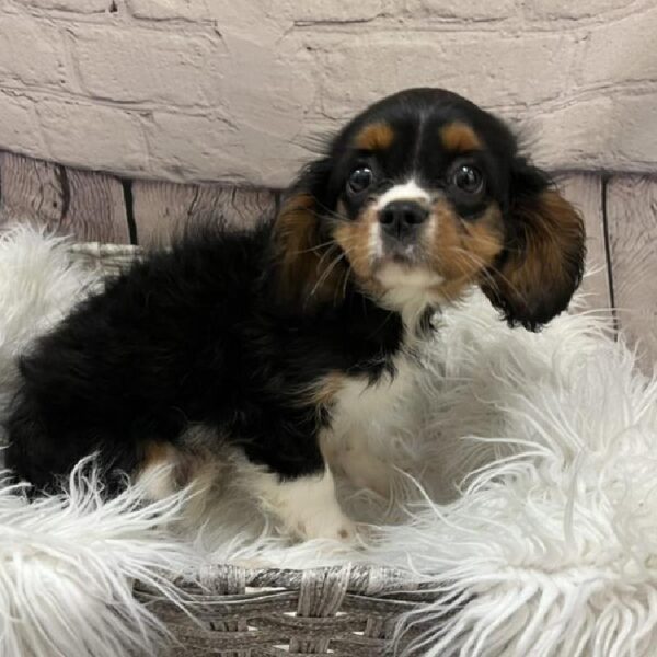 Cavalier King Charles Spaniel-DOG-Male-Black Tan / White-9152-Petland Monroeville, PA